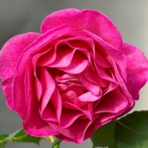 'The Fairy-tale Rose'â¢